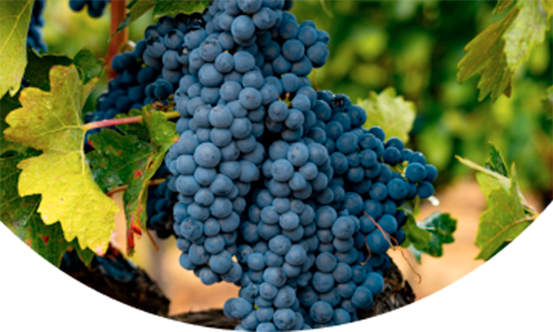 (1)contactar-bodegas-viejo-anton