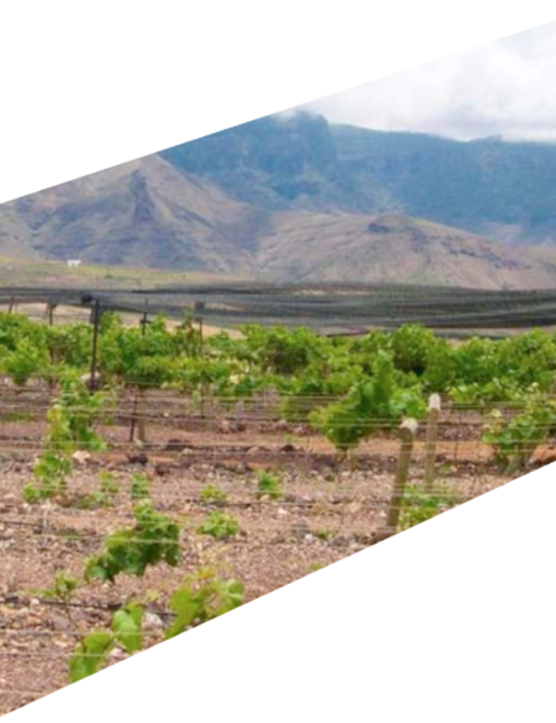 (3)vino-de-canarias