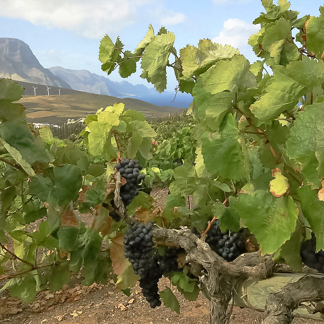 bodegas-viejo-anton